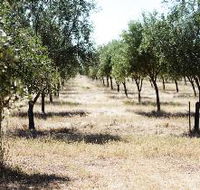 Talinga Grove Olive Oils - New Castle Tourism