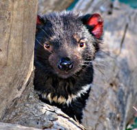 Trowunna Wildlife Sanctuary - New Castle Tourism