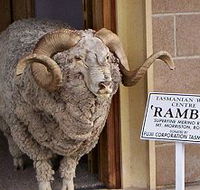 Tasmanian Wool Centre - New Castle Tourism