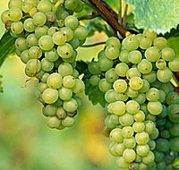 TP Vineyards - Newcastle Accommodation