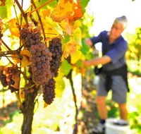 Native Point Wines - New Castle Tourism