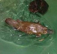 Platypus House - Newcastle Accommodation