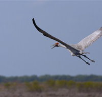 Gayngaru Wetlands Interpretive Walk