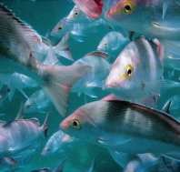 The Scottish Prince Dive Site - Newcastle Accommodation