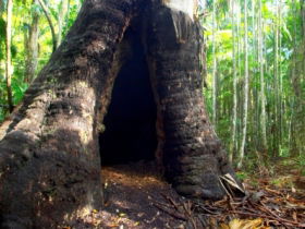 Tewantin National Park - New Castle Tourism 0