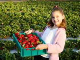 Strawberry Fields - New Castle Tourism 0
