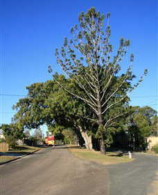 Anzac Avenue Memorial Trees, Beerburrum - Newcastle Accommodation 0