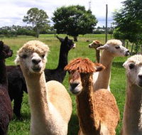 Banyandah Alpacas - New Castle Tourism