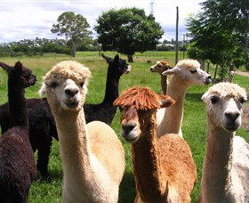 Banyandah Alpacas - New Castle Tourism 0