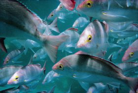 Wolf Rock Dive Site - Newcastle Accommodation 0