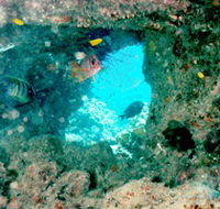 Michaelmas Cay Dive Site - Newcastle Accommodation