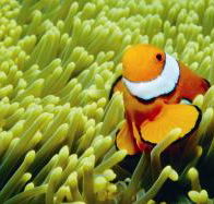 Thetford Reef Dive Site - Newcastle Accommodation