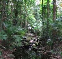 Mossman Gorge Rainforest Circuit Track Daintree National Park - New Castle Tourism