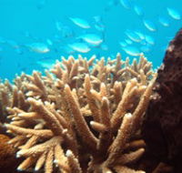 Normanby Reef - Newcastle Accommodation