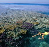 Split Bommie Dive Site - New Castle Tourism