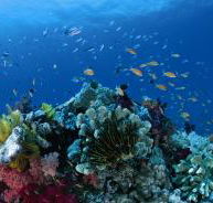 Steve's Bommie Dive Site - Newcastle Accommodation
