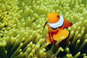Cairns QLD Newcastle Accommodation