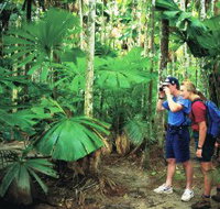 Mount Sorrow Ridge Trail Daintree National Park - New Castle Tourism