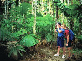 Mount Sorrow Ridge Trail, Daintree National Park - Newcastle Accommodation 0