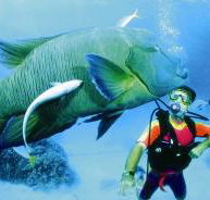 Turtle Bay Dive Site - Newcastle Accommodation
