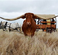 Texas Longhorn Wagon Tours and Safaris - Newcastle Accommodation