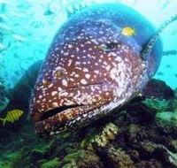 Lady Musgrave Island Dive Sites - New Castle Tourism