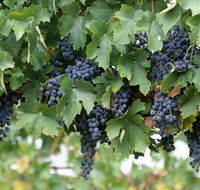 South Burnett Wine Trail - New Castle Tourism