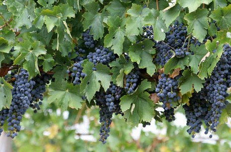 South Burnett Wine Trail - Newcastle Accommodation 0