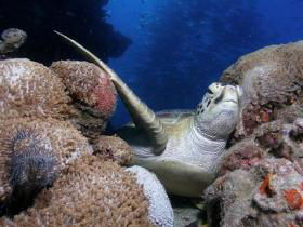 Light House Bommie Dive Site - New Castle Tourism 0
