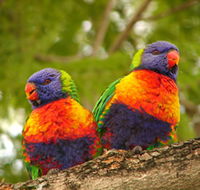 Blue Mountain Park - New Castle Tourism