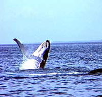 Whale Watching - New Castle Tourism