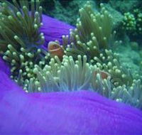 The Lady Bowen Dive Site - New Castle Tourism