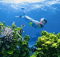 Wheeler Reef Dive Site - Newcastle Accommodation