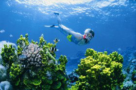 Wheeler Reef Dive Site - Newcastle Accommodation 0
