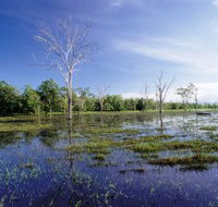 Tyto Wetlands - New Castle Tourism