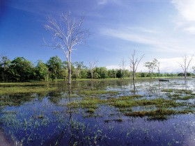 Tyto Wetlands - New Castle Tourism 0