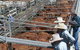 Dalrymple Sales Yards - Cattle Sales - thumb 0