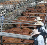 Dalrymple Sales Yards - Cattle Sales - Newcastle Accommodation