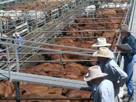 Dalrymple Sales Yards - Cattle Sales - Newcastle Accommodation 0