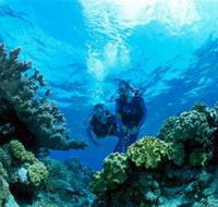Coral Gardens Dive Site - New Castle Tourism