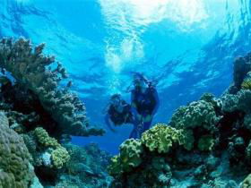 Coral Gardens Dive Site - New Castle Tourism 0