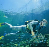 Manta Ray Bommie Dive Site - New Castle Tourism