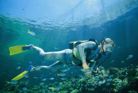 Manta Ray Bommie Dive Site - New Castle Tourism 0