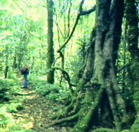 Mt Superbus - Newcastle Accommodation