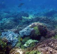 Hoffman's Rocks Dive Site - New Castle Tourism