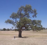 Historic Coolabah Tree - New Castle Tourism