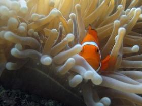 Flat Rock Dive Site - New Castle Tourism 0