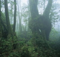West Canungra Creek Circuit