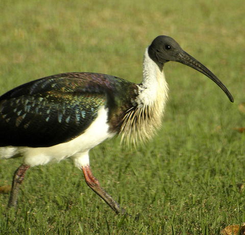 Toowoomba Bicentennial Waterbird Habitat - New Castle Tourism 0