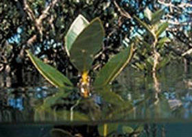 Jawbone Marine Sanctuary - Newcastle Accommodation 0